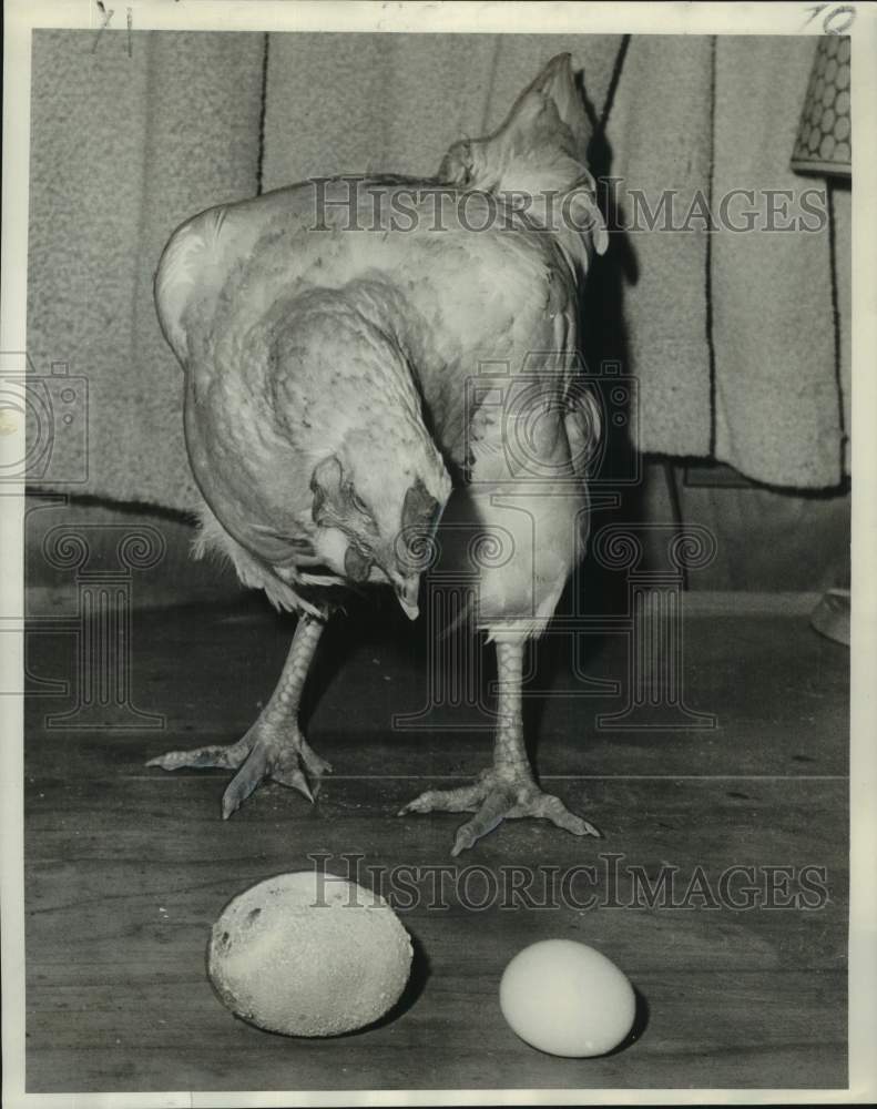 1966 Press Photo Coo-Coo, Pet Hen Who Laid Huge Egg as Seen Next to Regular Egg- Historic Images