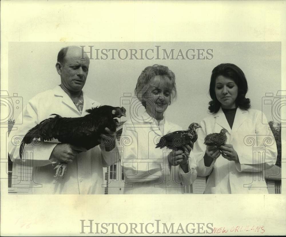 1970 Press Photo Bird is Offspring Cross of Dark Cornish Hen & Japanese Quail- Historic Images