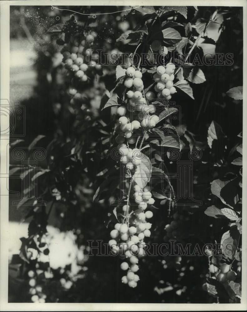 1967 Press Photo Berries on Plant in Metairie, Louisiana - noc12740