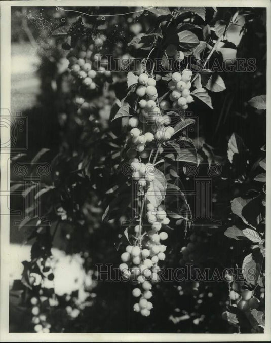 1967 Press Photo Berries on Plant in Metairie, Louisiana - noc12740