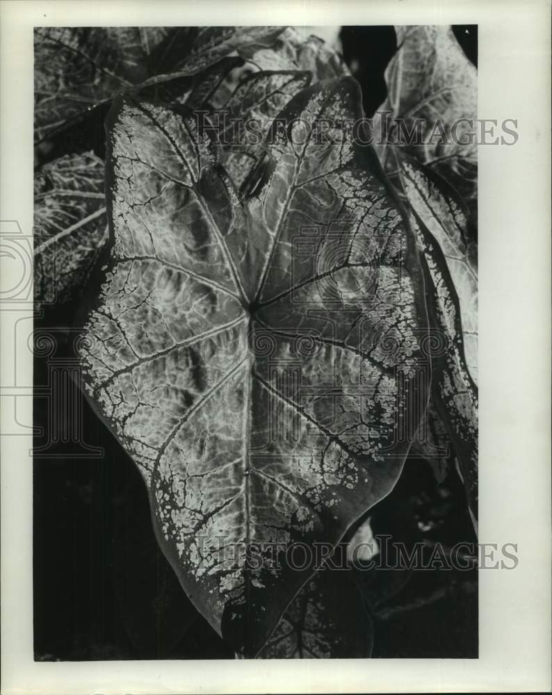 1965 Press Photo Caladium house plant in Louisiana - Historic Images