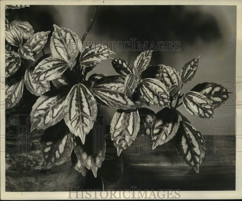 Load image into Gallery viewer, 1959 Press Photo Aluminum Plant and Rabbit Tracks Plant - noc12815
