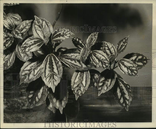 1959 Press Photo Aluminum Plant and Rabbit Tracks Plant - noc12815