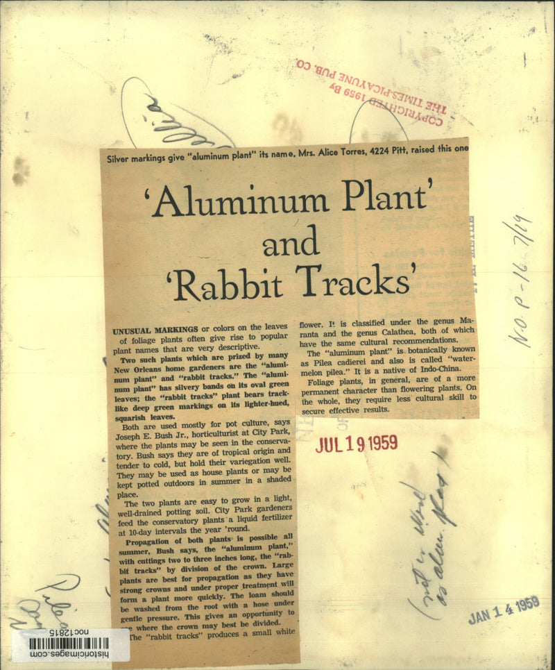Load image into Gallery viewer, 1959 Press Photo Aluminum Plant and Rabbit Tracks Plant - noc12815
