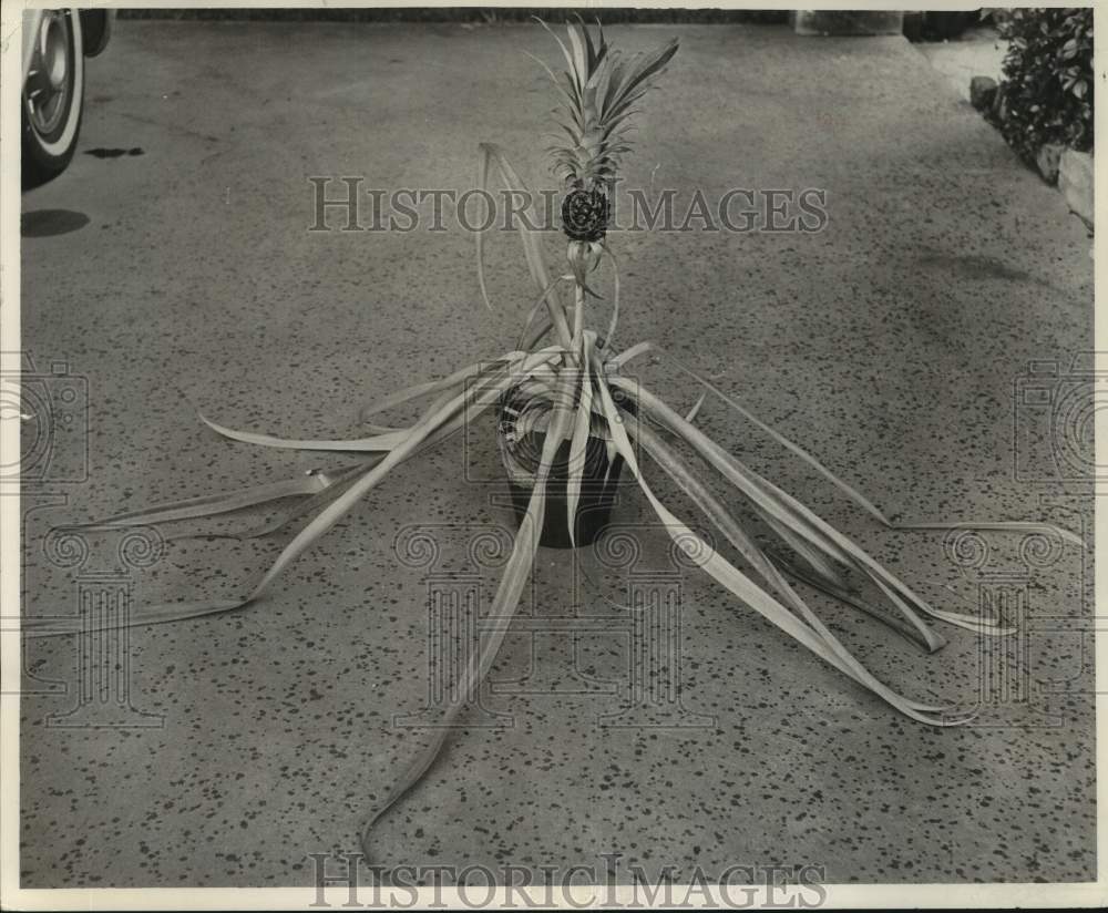 1964 Press Photo Pineapple Plant - noc12820