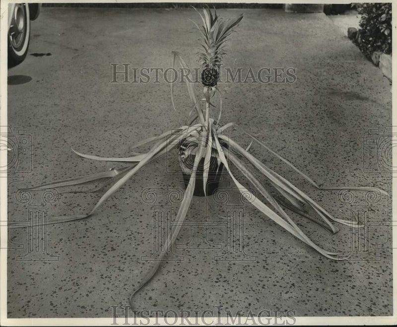 Load image into Gallery viewer, 1964 Press Photo Pineapple Plant - noc12820
