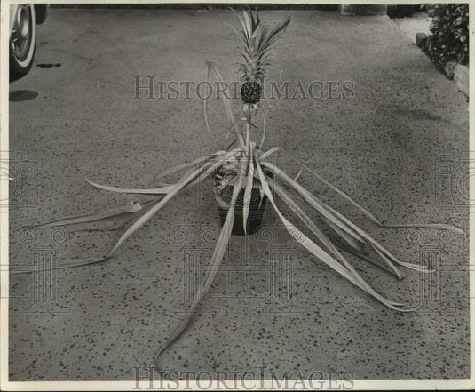 1964 Press Photo Pineapple Plant - noc12820
