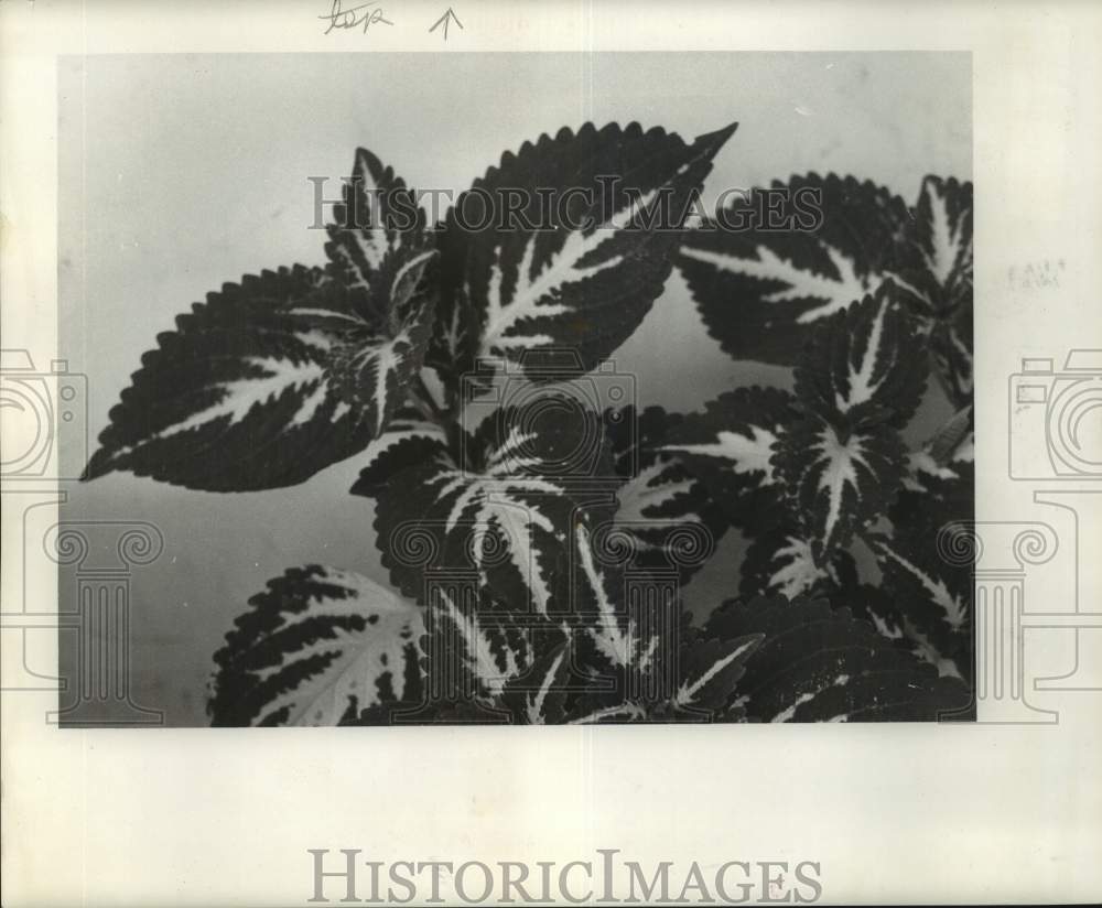 1963 Press Photo Coleus House Plant - noc12824