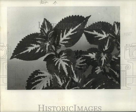 1963 Press Photo Coleus House Plant - noc12824