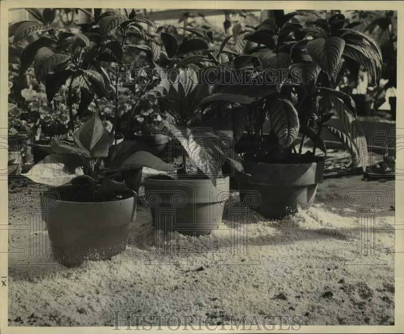 Load image into Gallery viewer, 1959 Press Photo Greenhouse Plants in Perlite, New Orleans - noc12827
