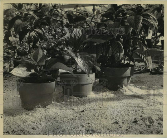 1959 Press Photo Greenhouse Plants in Perlite, New Orleans - noc12827