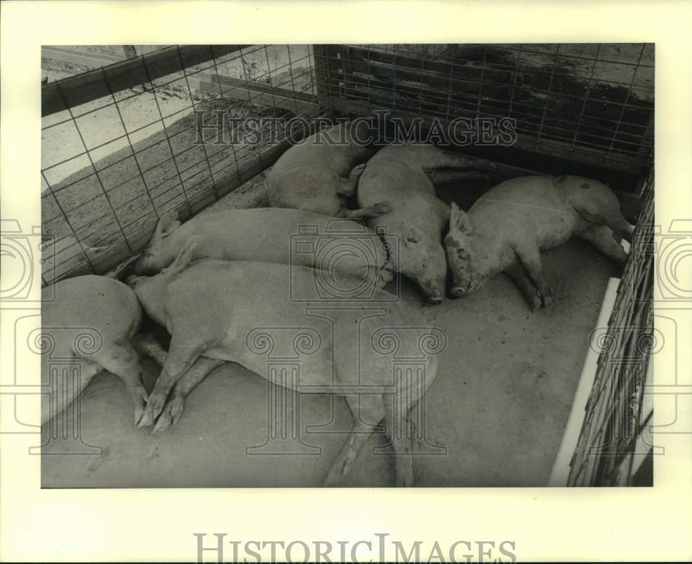 1980 Press Photo Pigs in a Pen- Historic Images