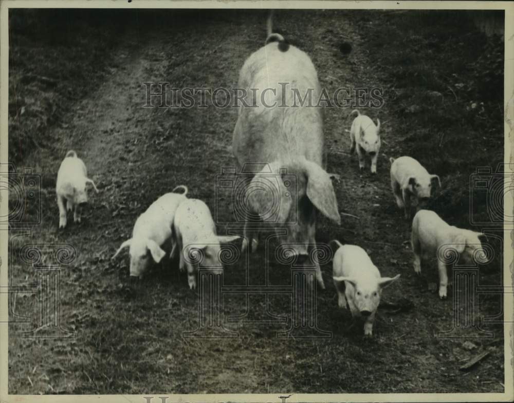 1960 Press Photo Pigs on Farm in Fareham, Hampshire, England - noc12846- Historic Images