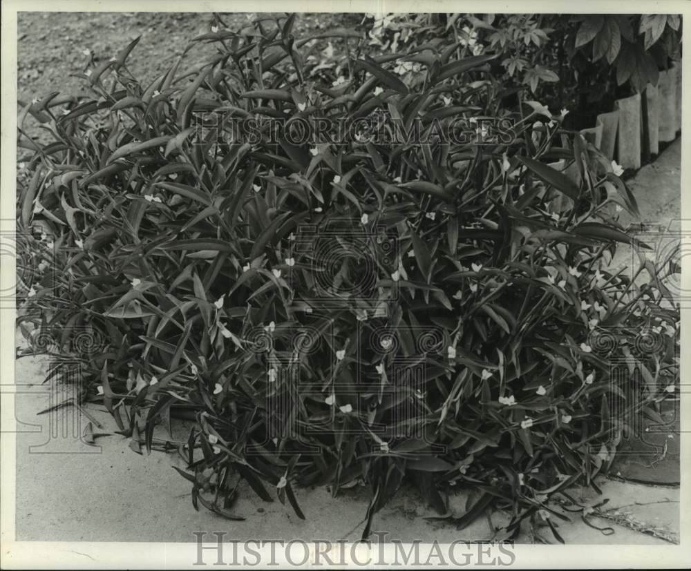 1966 Press Photo Setcresea Plant Shows Purple Foliage with Lavender Flowers- Historic Images