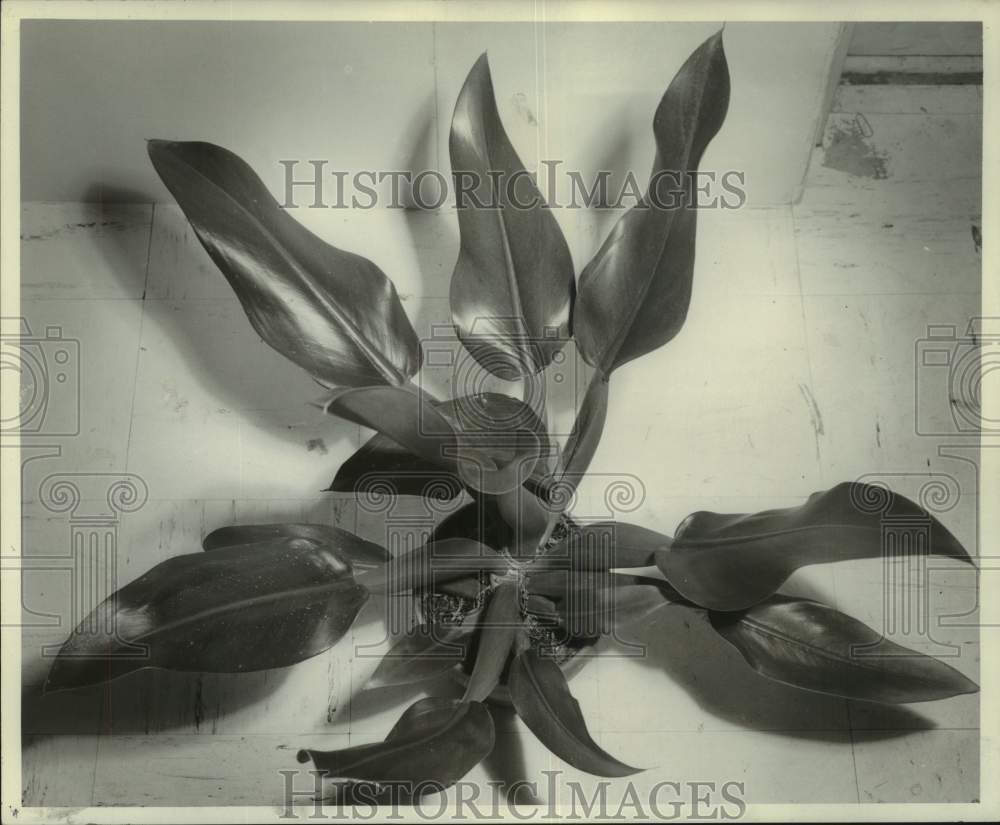 1963 Press Photo Philodendron Cannifolium Shows Dark Green, Shiny, Oblong Leaves