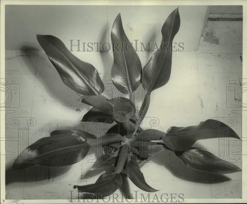 Load image into Gallery viewer, 1963 Press Photo Philodendron Cannifolium Shows Dark Green, Shiny, Oblong Leaves
