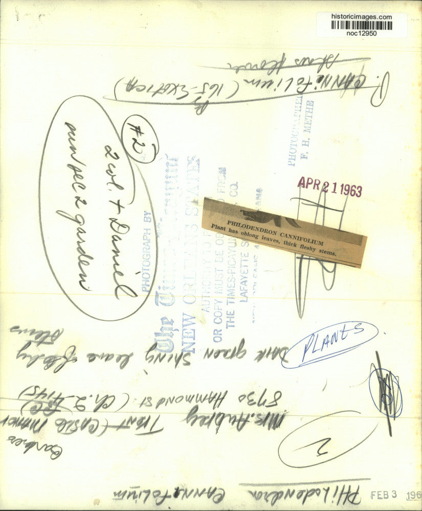 1963 Press Photo Philodendron Cannifolium Shows Dark Green, Shiny, Oblong Leaves