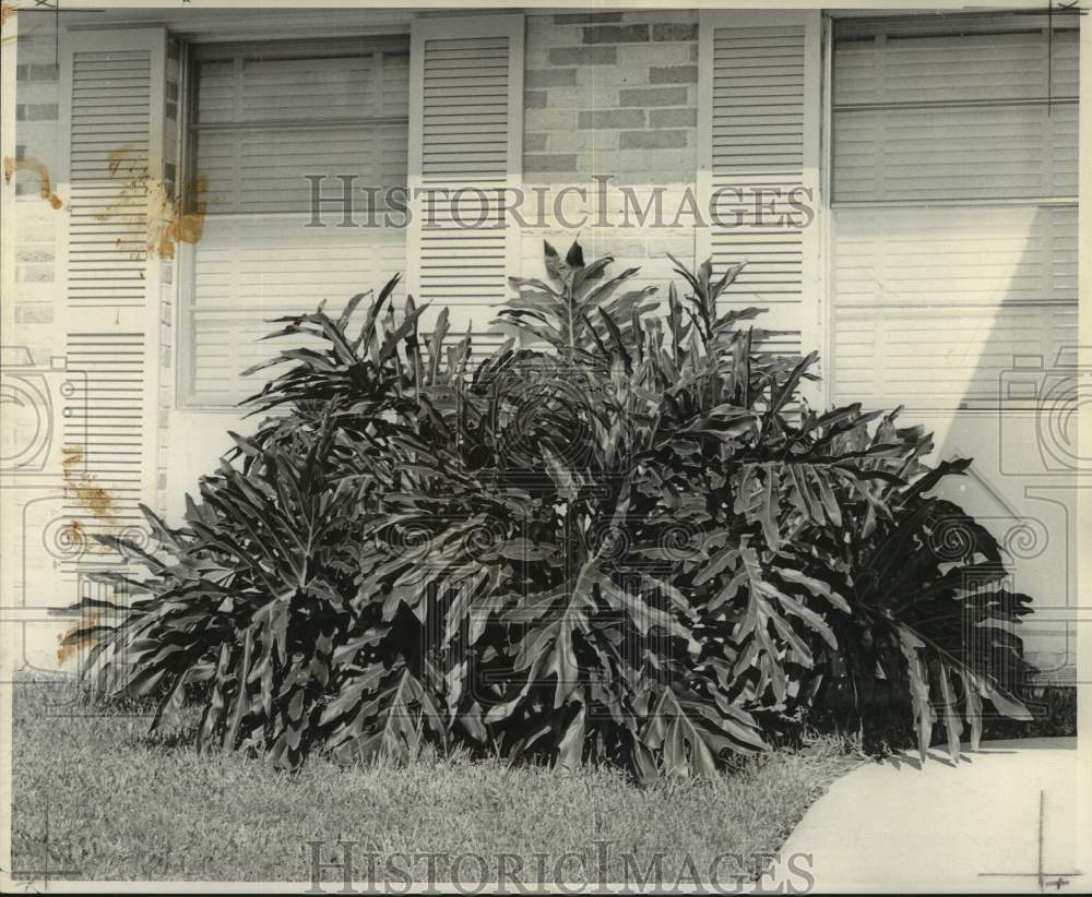 1956 Press Photo Philodendron Selloum Plant, Home of Joy DeWald, New Orleans- Historic Images