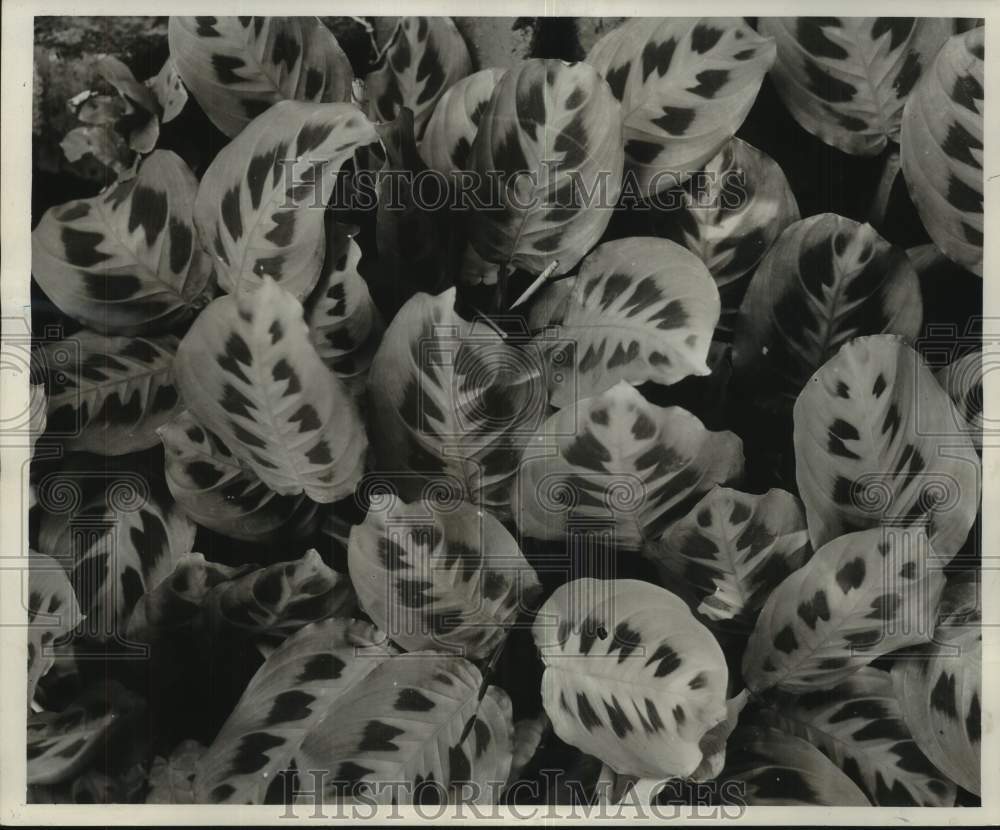1959 Press Photo "Rabbit Track" Maranta Plant, at the Home of S.S. Bourgeois