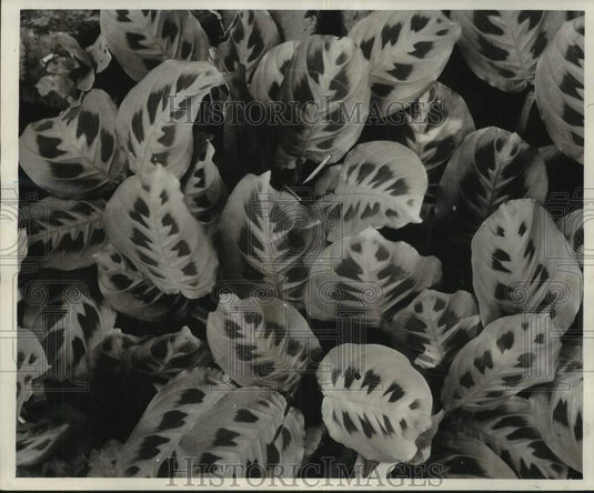 1959 Press Photo "Rabbit Track" Maranta Plant, at the Home of S.S. Bourgeois