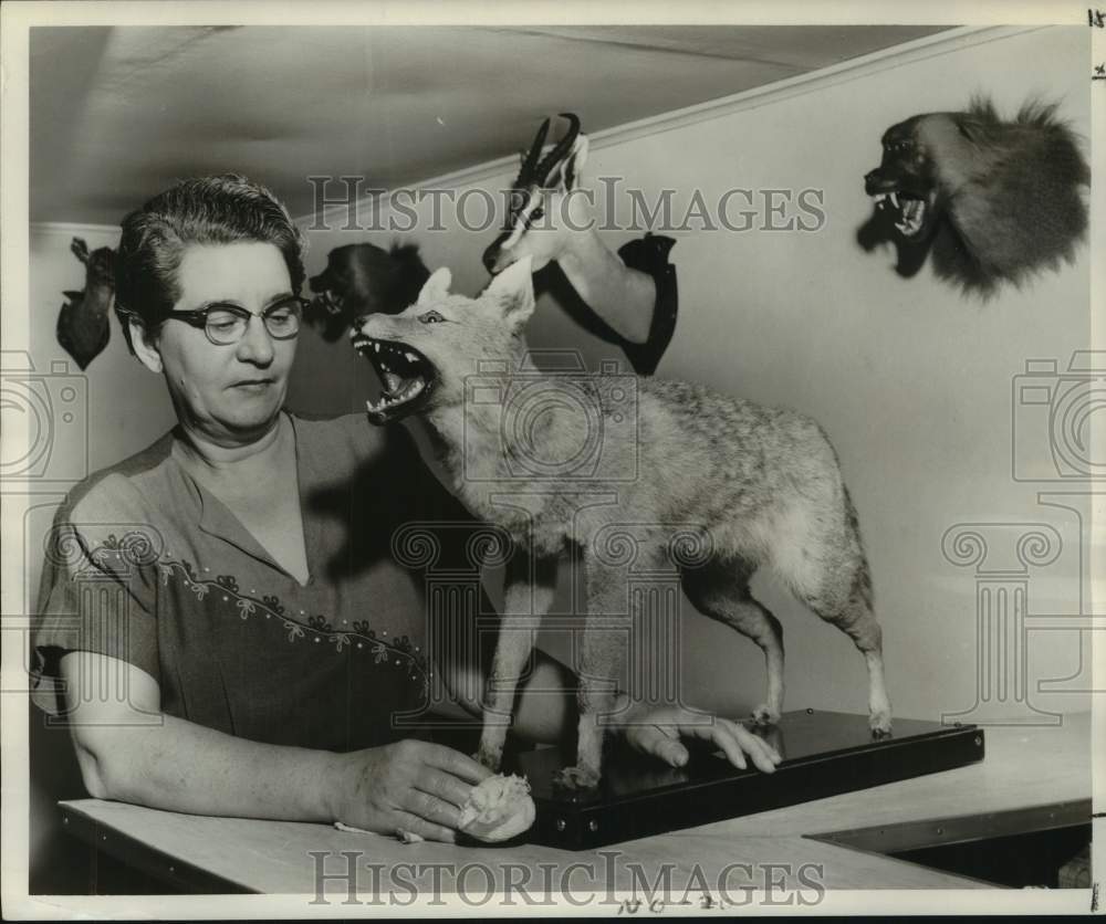 1957 Press Photo Mrs. W. L. Robichaux Dusts Mounted Jackal, Her Son&#39;s Trophy- Historic Images