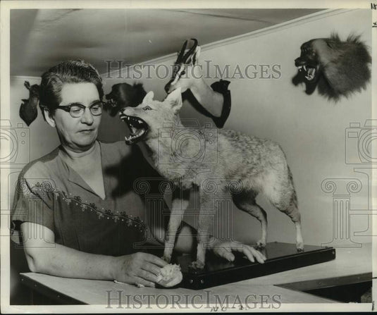 1957 Press Photo Mrs. W. L. Robichaux Dusts Mounted Jackal, Her Son's Trophy- Historic Images
