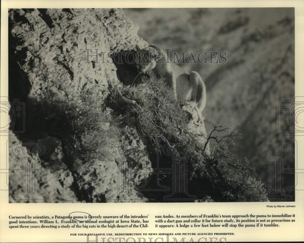 1988 Press Photo Patagonia Puma in the Andes Mountains, Chile - noc16722