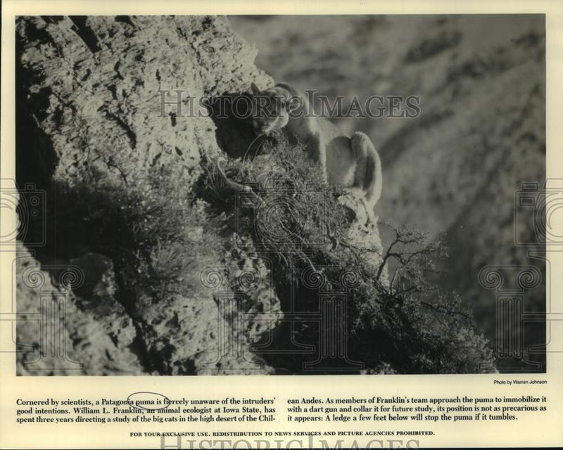 Load image into Gallery viewer, 1988 Press Photo Patagonia Puma in the Andes Mountains, Chile - noc16722
