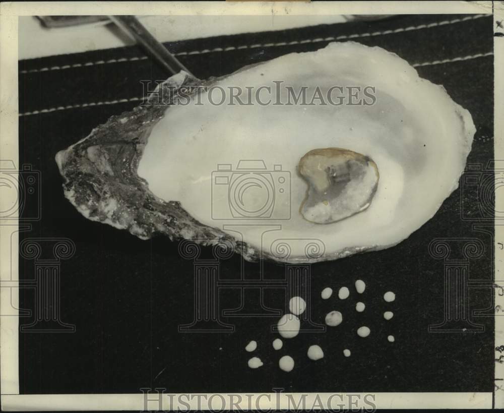 1949 Press Photo Pearls found in oyster shell - noc16741