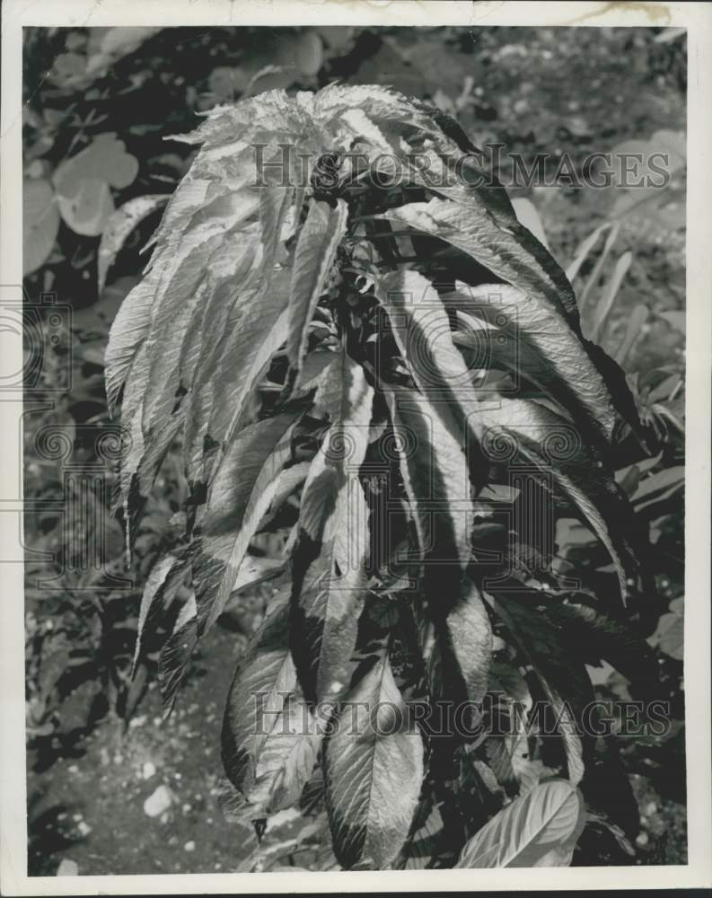 1958 Press Photo Globe Amaranthus (Molten Fire) Plant Grown in New Orleans