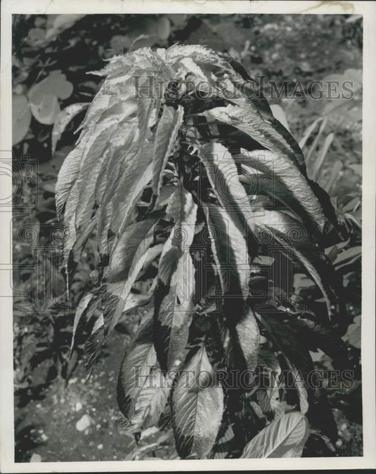 1958 Press Photo Globe Amaranthus (Molten Fire) Plant Grown in New Orleans