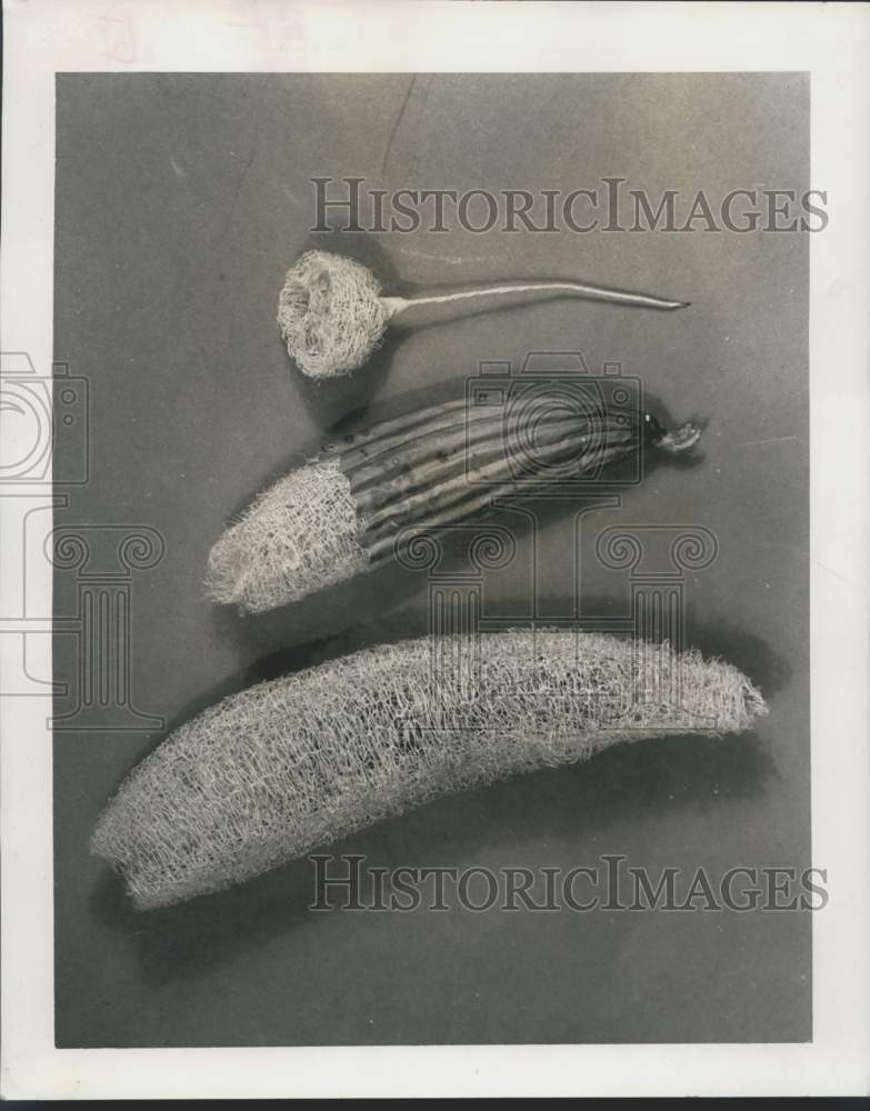 1964 Press Photo Dried skins of dishcloth gourds - noc19001- Historic Images