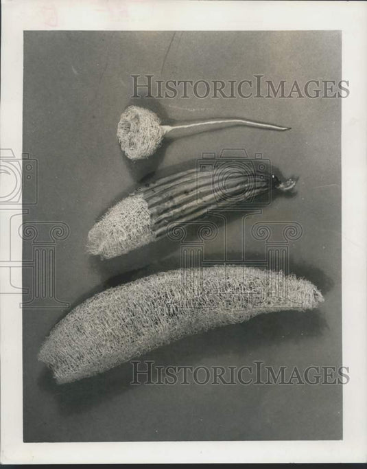 1964 Press Photo Dried skins of dishcloth gourds - noc19001- Historic Images