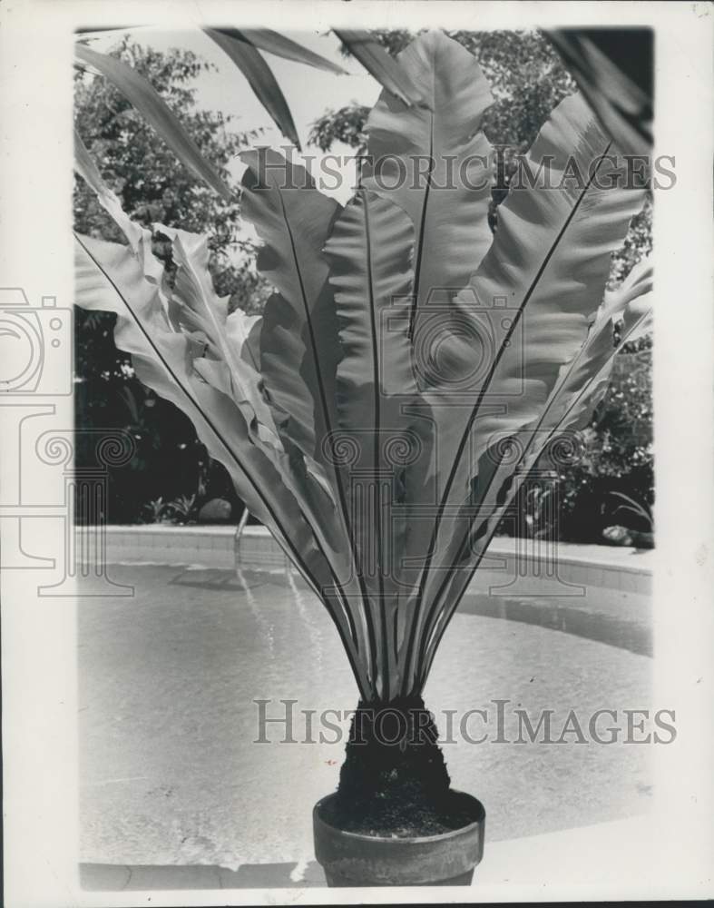 1970 Press Photo Bird&#39;s Nest Fern at home of Mr. and Mrs. Anderson Luth