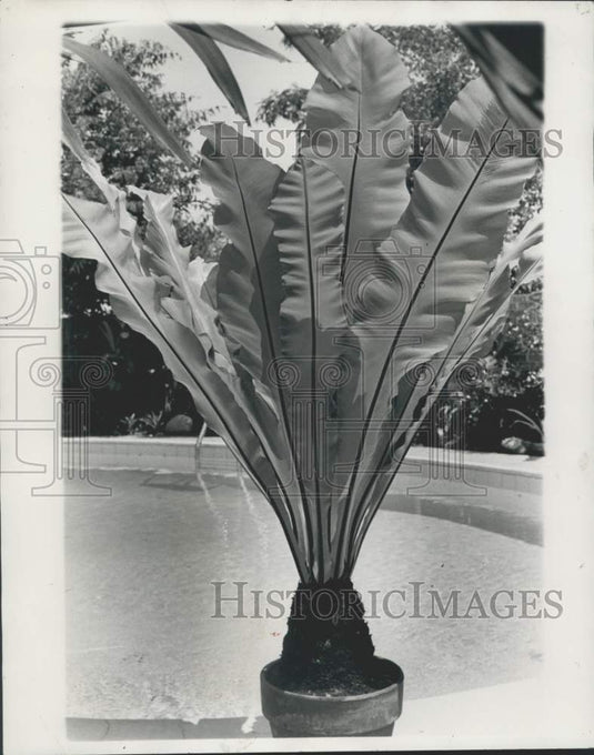 1970 Press Photo Bird's Nest Fern at home of Mr. and Mrs. Anderson Luth