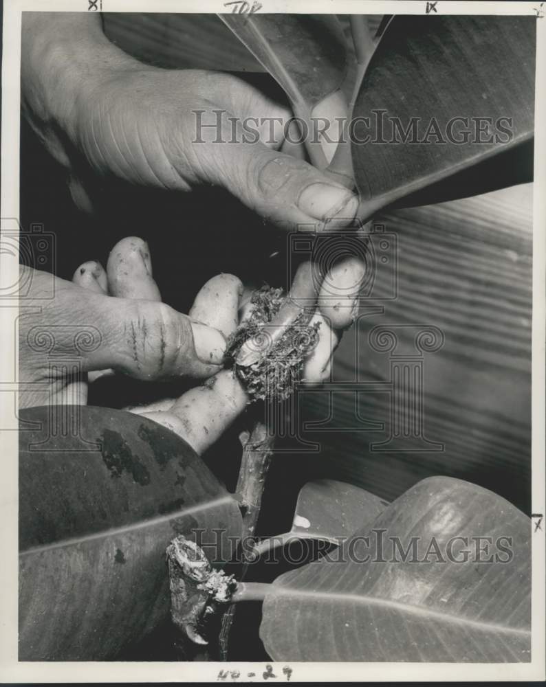 Load image into Gallery viewer, 1959 Press Photo Sphagnum moss being stuffed in Rubber Plant in New Orleans
