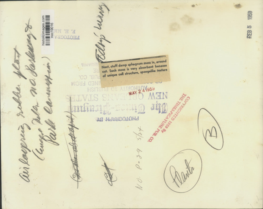 1959 Press Photo Sphagnum moss being stuffed in Rubber Plant in New Orleans