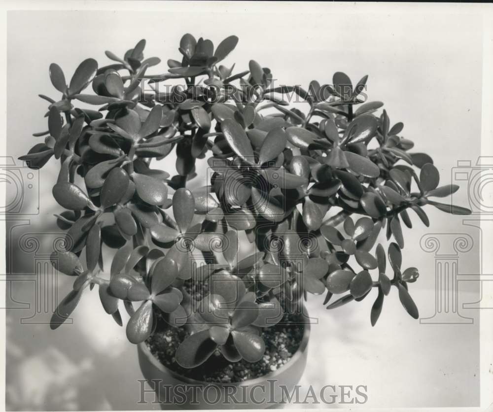 1962 Press Photo Jade Plant raised by Mrs. James A. Janin in Metairie, Louisiana