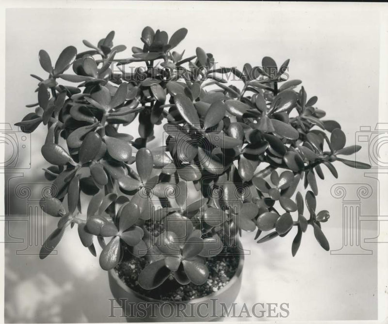 Load image into Gallery viewer, 1962 Press Photo Jade Plant raised by Mrs. James A. Janin in Metairie, Louisiana
