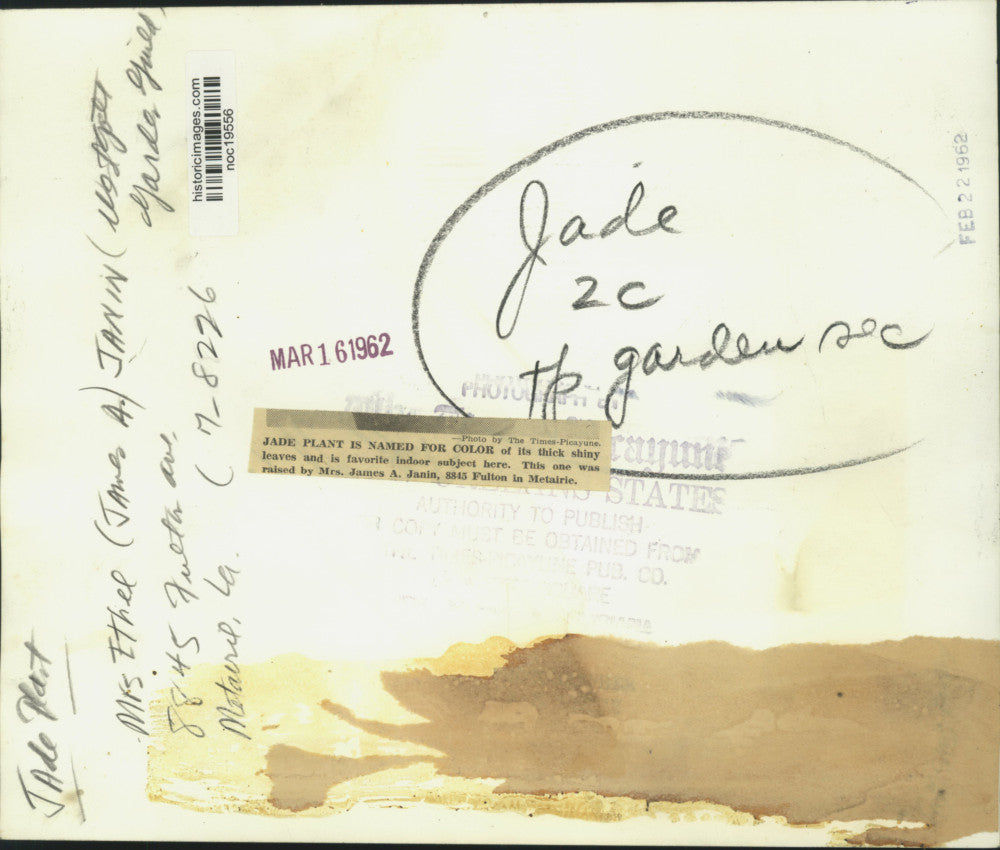 1962 Press Photo Jade Plant raised by Mrs. James A. Janin in Metairie, Louisiana