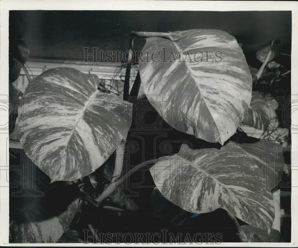 1960 Press Photo Pothos plant with large, thick and glossy leaves - noc19558- Historic Images