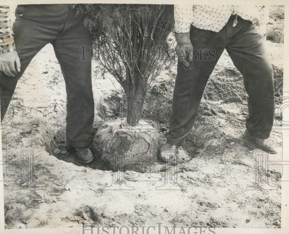 1959 Press Photo Tree planting by packing rich garden soil around root ball