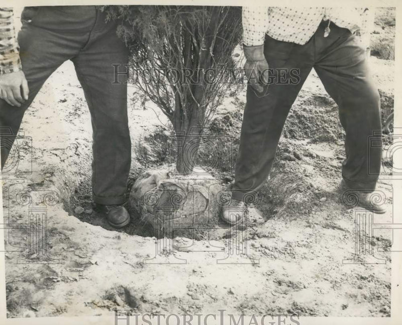 Load image into Gallery viewer, 1959 Press Photo Tree planting by packing rich garden soil around root ball
