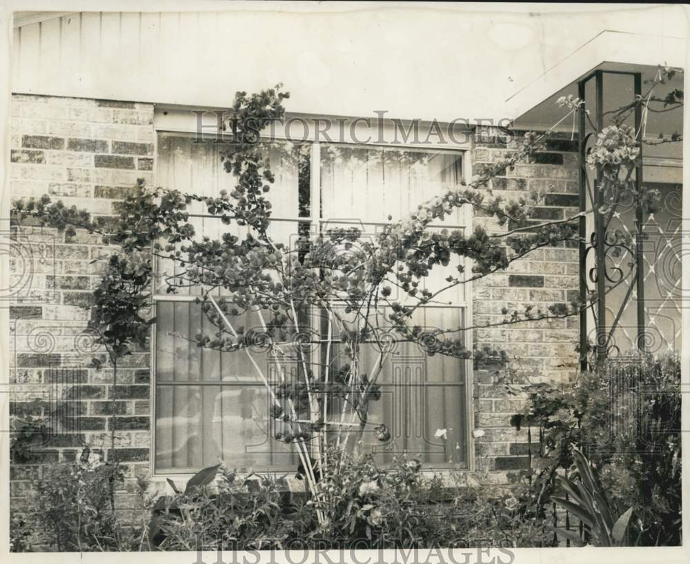 1958 Press Photo Bougainvillea trained on trellis at home of Mrs. Emile Romero