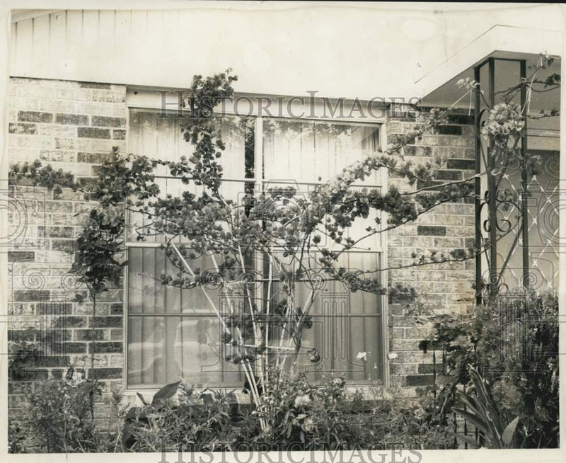 Load image into Gallery viewer, 1958 Press Photo Bougainvillea trained on trellis at home of Mrs. Emile Romero
