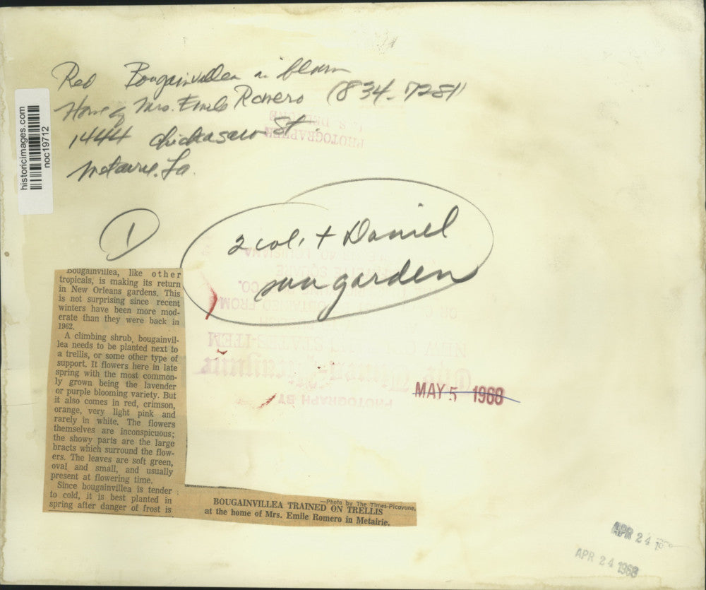 1958 Press Photo Bougainvillea trained on trellis at home of Mrs. Emile Romero