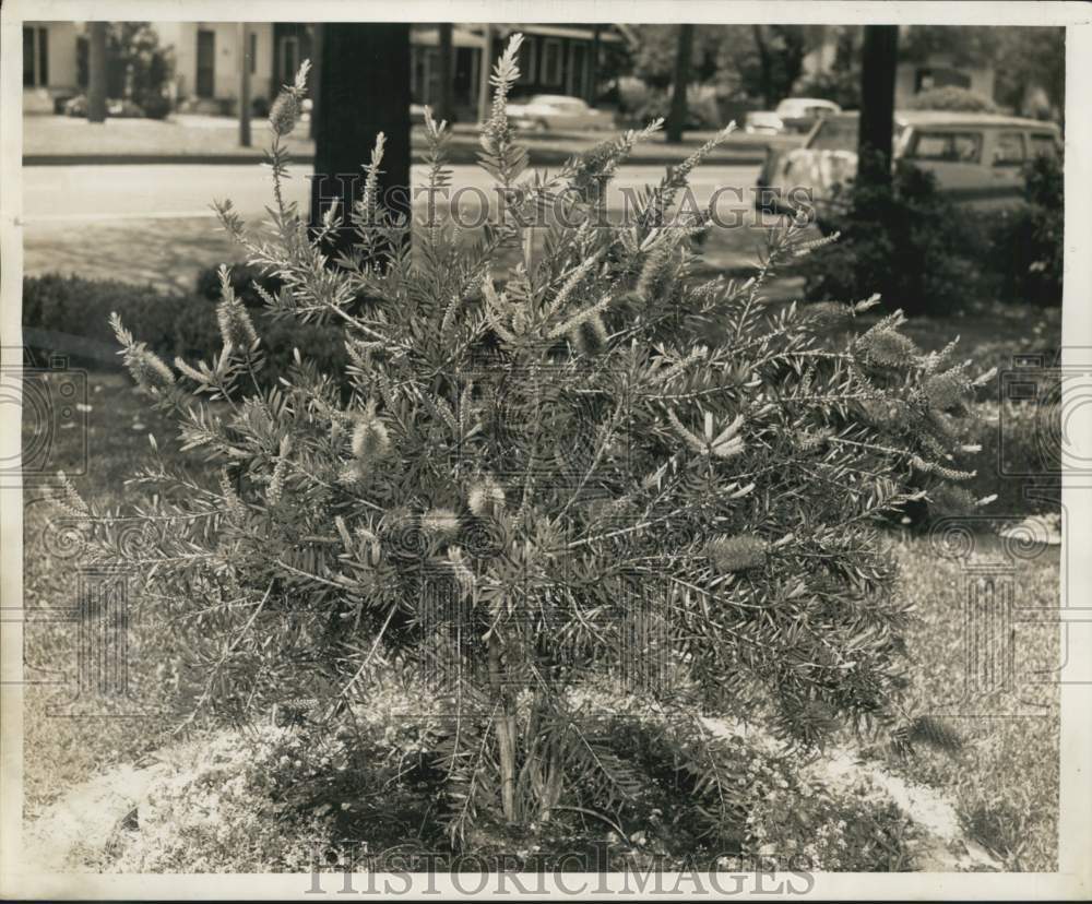 1959 Press Photo Bottle Brush Shrub of Mrs. Roemer - noc19713