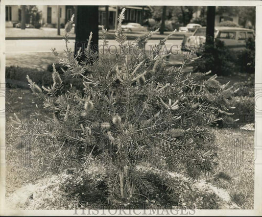 1959 Press Photo Bottle Brush Shrub of Mrs. Roemer - noc19713