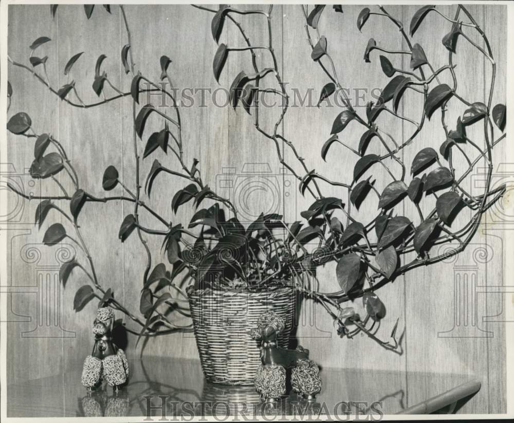 1966 Press Photo Potted pothos plant at Joy De Wald home in Louisiana