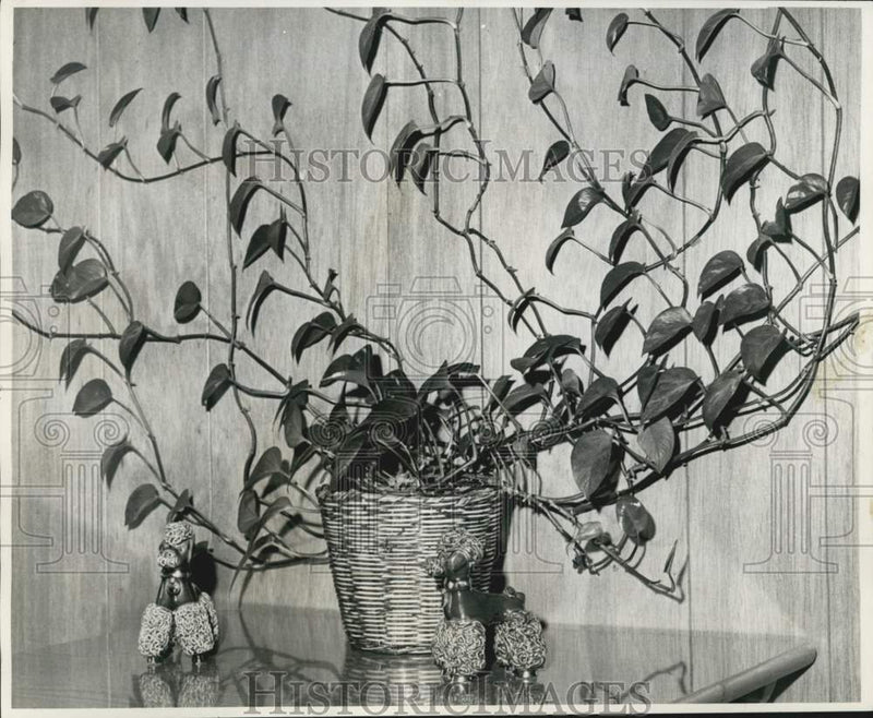 Load image into Gallery viewer, 1966 Press Photo Potted pothos plant at Joy De Wald home in Louisiana
